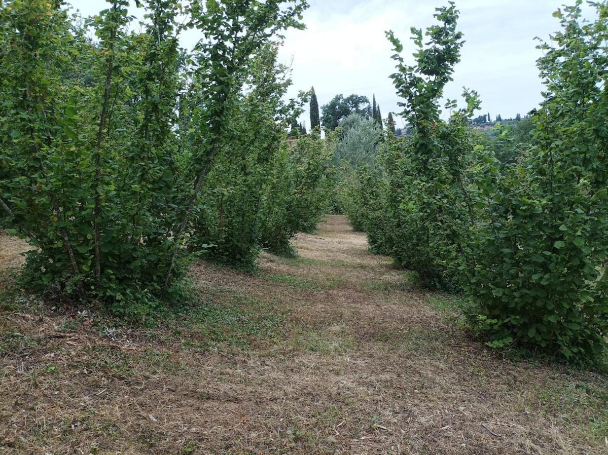 Agriturismo Il Bagnano تْشيرتالدو المظهر الخارجي الصورة